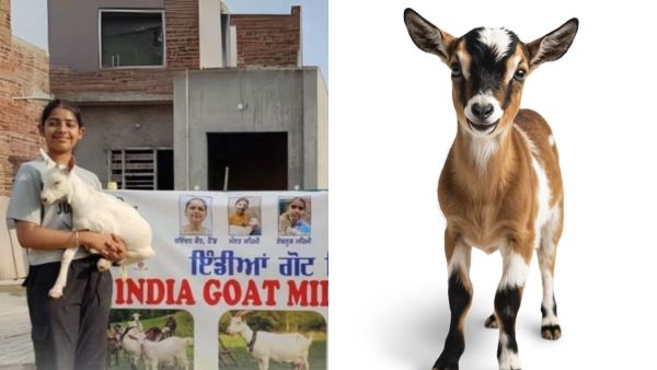 ஆட்டுப்பால் வணிகத்தில் அசத்தும் டீனேஜர்கள்! மாதம் ரூ. 1.5 லட்சம் வருமானம்! இதை தான் செய்யுறாங்க!