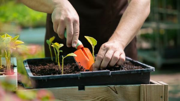 விதை விற்பனையில் ஆண்டுக்கு ரூ. 50 லட்சம் வருமானம்! ஹைதராபாத் இல்லத்தரசியின் அதிரடி வணிகம்!