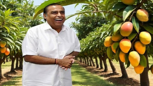  அம்பானி வீட்டை விடுங்க.. 600 ஏக்கர் மாந்தோப்பு தெரியுமா? டன் டன்னாக அமெரிக்காவுக்கு ஏற்றுமதி