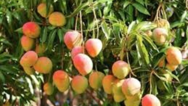 ஈரான் – இஸ்ரேல் மோதலால் தமிழ்நாடு விவசாயிகளுக்கு வந்த புதிய பிரச்சினை!!