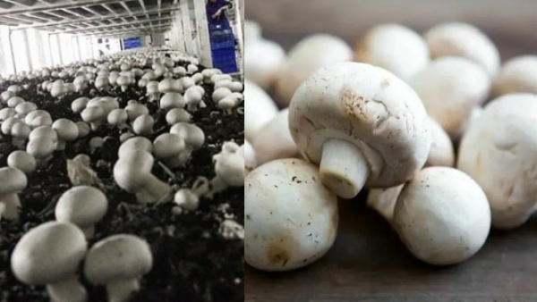 காளான் வளர்ப்பில் சாதிப்பது எப்படி? லட்சக்கணக்கில் பணம் சம்பாதிக்க சூப்பர் டிப்ஸ்..!!