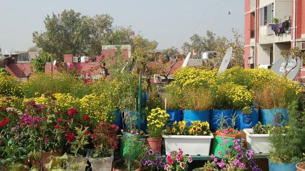 மாடித் தோட்டம்: ஒரு நகரமே சேர்ந்து இயற்கை விவசாயத்தில் அசத்துகிறது.. கேரள சேட்டன்கள் மாஸ்..!!