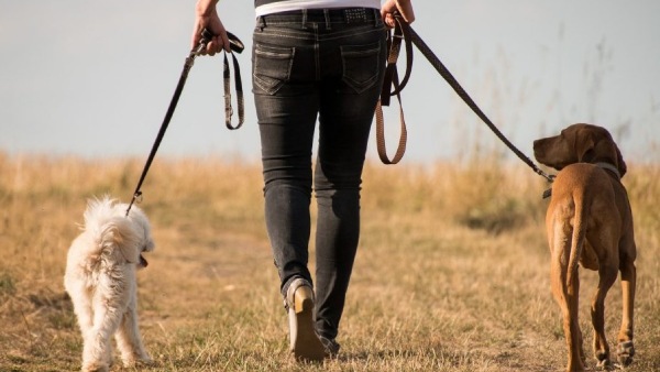 இந்த வேலைக்கு மாதம் ரூ.4.5 லட்சம் சம்பளமா! MBA பட்டதாரியை விட அதிகம் சம்பளம்.. டிரெண்டிங் வீடியோ..!