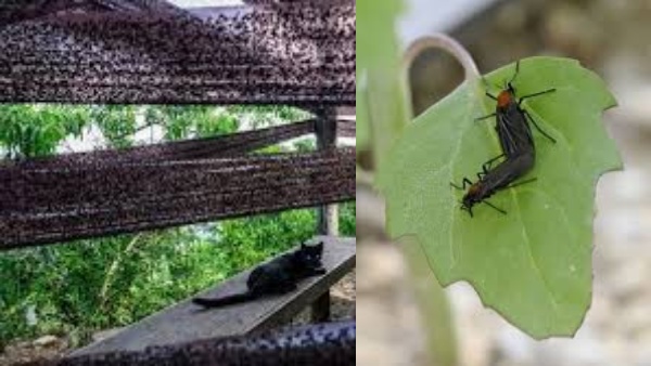 சீனாவில் இருந்து கப்பல் மூலம் வந்த பிரச்சினை!! ஆடிப்போன தென்கொரியா!!