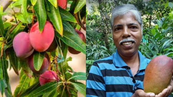 மாற்றி யோசித்ததால் கிடைத்த வெற்றி! கிலோ ரூ. 3 லட்சத்திற்கு விலை போகும் மாம்பழத்தை விளைவித்து சாதனை!!
