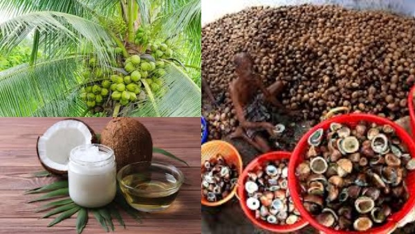 Liquid Gold ஆக மாறிய தேங்காய் எண்ணெய்..! ஒரே ஆண்டில் 3 மடங்கு விலை உயர்வு..!