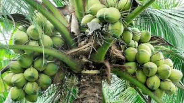 Liquid Gold ஆக மாறிய தேங்காய் எண்ணெய்..! ஒரே ஆண்டில் 3 மடங்கு விலை உயர்வு..!