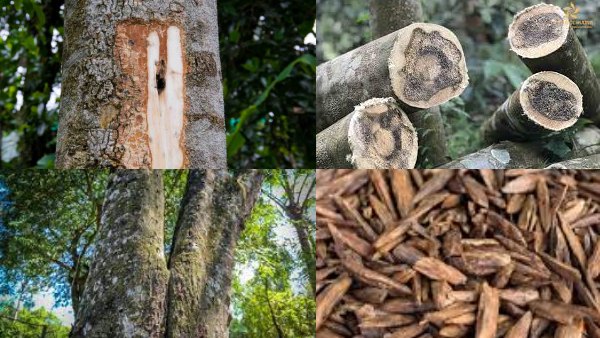 தங்கம், வைரம் எல்லாம் பக்கத்துலயே வர முடியாது! இந்த ஒரு மரம் இருந்தா நீங்க பல கோடிக்கு அதிபதி!!