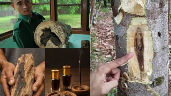 தங்கம், வைரம் எல்லாம் பக்கத்துலயே வர முடியாது! இந்த ஒரு மரம் இருந்தா நீங்க பல கோடிக்கு அதிபதி!!