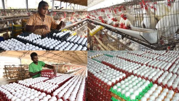 தாறுமாறாக உயரும் முட்டை விலை!! ஆம்லேட்டுக்கு ஆப்பா? முட்டை விலையை நிர்ணயம் செய்வது யார்?