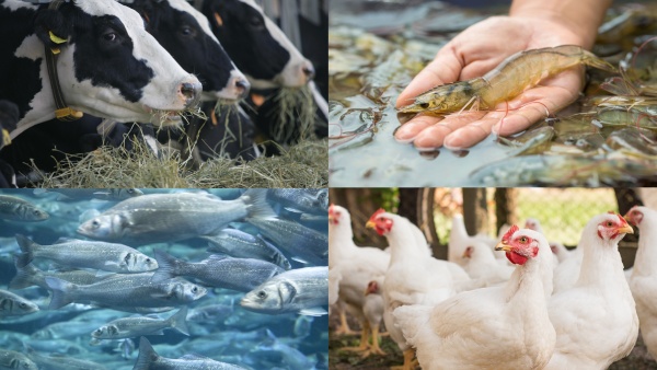 இந்தியா-அமெரிக்கா வர்த்தக ஒப்பந்தம்: உண்மையில் விவசாய துறையில் இந்தியா கொடுத்தது என்ன..?