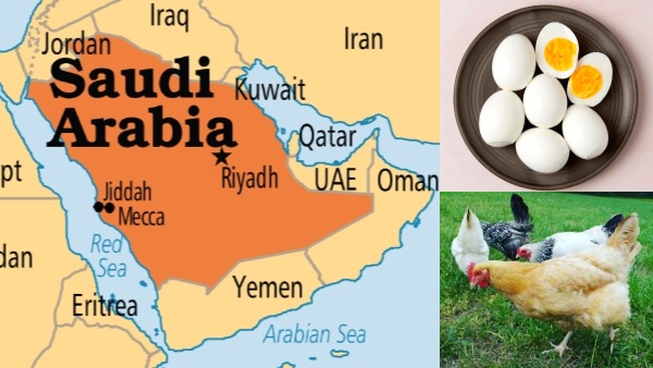 இந்திய முட்டை, கோழி இறைச்சி-க்கு தடை.. சவுதி அரேபியா அறிவிப்பால் ஷாக்..!! இந்திய முட்டை, கோழி இறைச்சி-க்கு தடை.. சவுதி அரேபியா அறிவிப்பால் ஷாக்..!!