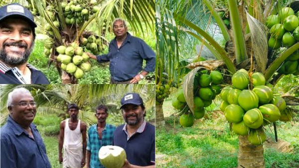 தமிழ்நாட்டில் விவசாயம் செய்யும் மாதவன்!! தரிசு நிலத்தை தென்னந்தோப்பாக மாற்றி சாதனை!!