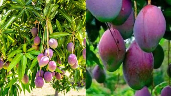 தங்கத்தை விட ஜாஸ்தி! 1 கிலோ மாம்பழம் ரூ.3 லட்சம்! திருட்டு பயத்தில் மரத்தடியில் தூங்கும் விவசாயி! தங்கத்தை விட ஜாஸ்தி! 1 கிலோ மாம்பழம் ரூ.3 லட்சம்! திருட்டு பயத்தில் மரத்தடியில் தூங்கும் விவசாயி!