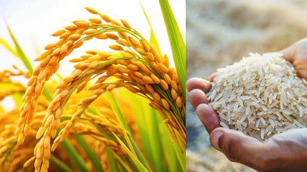  சர்க்கரை தொடர்ந்து அரிசி விலை தாறுமாறாக உயரப்போகிறதா..? 20 வருடத்தில் குறைவான உற்பத்தி.. மக்களே உஷார்..!