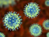 Canine Coronavirus: కుక్కల నుంచి మనుషులకు సోకే మహమ్మారి: 8 కేసులు
