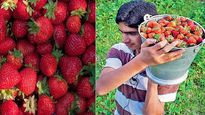 Success Story: దుబాయ్‌లో జాబ్ మానేసి ఇండియాకు.. వ్యాపారంతో లక్షలు సంపాదిస్తున్న యువకుడు..
