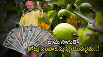 Farmer Success: జామ సాగుతో కోటి ఆదాయం.. యువరైతు విజయగాథ.. ఉద్యోగం మానేసి..  