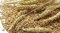  Wheat: పెరుగుతున్న గోధుమ ధరలు.. బిస్కెట్లు, బ్రెడ్ ధర పెరిగే అవకాశం..
