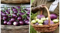 Farmer: రైతన్నపై వంకాయ బాంబు..! పంట అమ్మితే ఇంత దారుణమా..? అయ్యో..