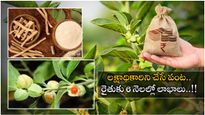 Business Ideas: పండు నుంచి బెరడు వరకు పైసలే.. ఖరీఫ్‌లో సాగు చేస్తే సిరుసే..