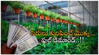 Business Ideas: లక్షలు కురిపించే మెుక్కలు.. ఒక్కసారి సాగుతో రూ.10 లక్షలు ఆదాయం