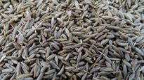 Jeera Prices: బంగారంలా మారిన జీలకర్ర.. ఘాటెక్కిన రేటు.. పూర్తి వివరాలు..