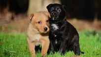 Animal Insurance: మీ కుక్కకు ఇన్సూరెన్స్ చేయించారా..!