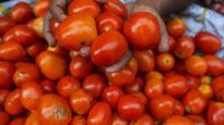 Tomato Price: భారీగా పతనమైన టమాటా ధరలు.. కిలో రూ.5 రూపాయలే..!