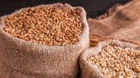 Wheat: భారీగా పెరుగుతోన్న గోధుమ ధరలు.. రంగంలోకి దిగిన కేంద్రం..