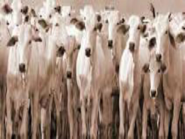 ఆన్‌లైన్‌లో ఆవు అమ్మ‌కాలు