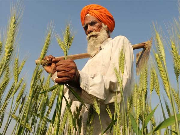 5. గోదుమ‌ల వ్యాపారంలోకి