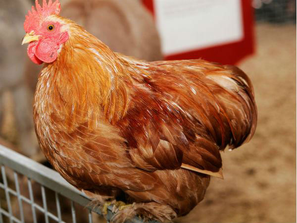 నెలసరి ఆదాయం సుమారు 70 వేలు: