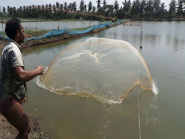 మాత్స్త్యు కారులకు: