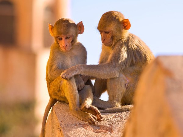 కోతికి రూ.1000 :