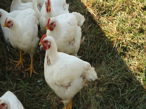 బ్రాయిలర్‌ 