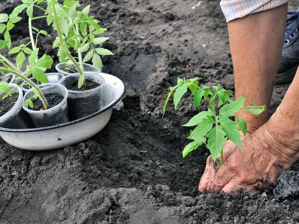 కంపోస్ట్ తయారీ