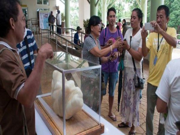 విలువైన ముత్యాన్ని విలువైన ముత్యాన్ని