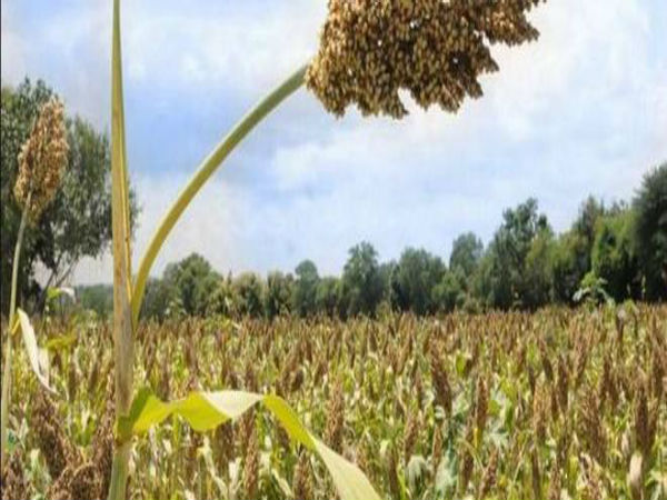 ద్రవ్యోల్బణాన్ని ప్రభావితం చేసేందుకు ఖరీఫ్ పంటలపై MSP: