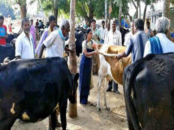 ఆవులే దాదాపు 1000 