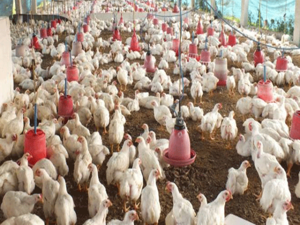 పౌల్ట్రీ వ్యాపారం:
