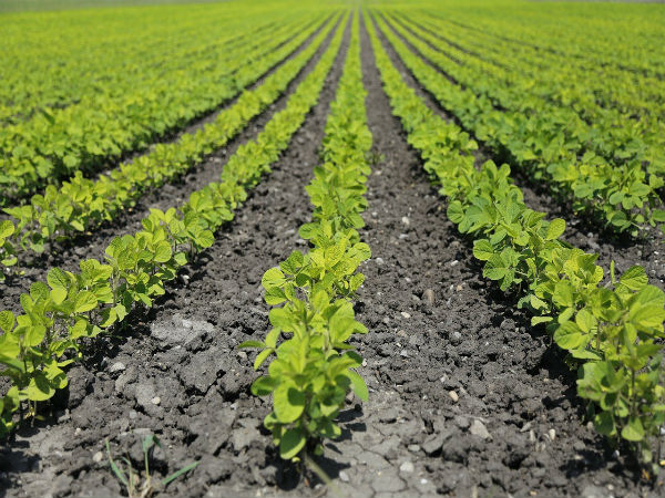 19. వ్యవసాయం: