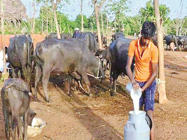 చిత్తూర్ జిల్లా 