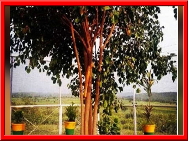  చెట్లు, మొక్కలు