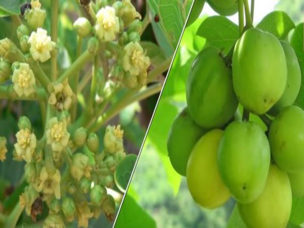 మొక్కల నుంచి మొక్కల నుంచి