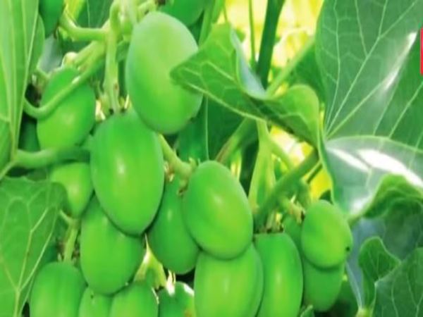 మన అదృష్టం మన అదృష్టం