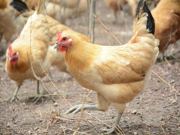 చికెన్ ప్రియులకు: