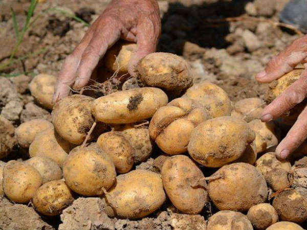 ల్యాబ్‌కు శాంపిల్స్