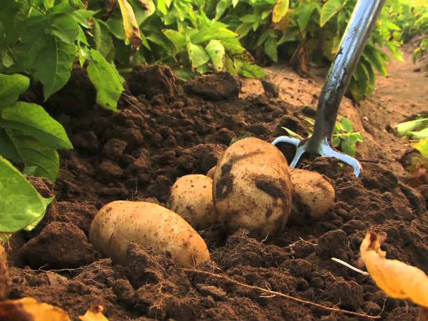  వెనక్కి తీసుకుంటామన్న పెప్సికో