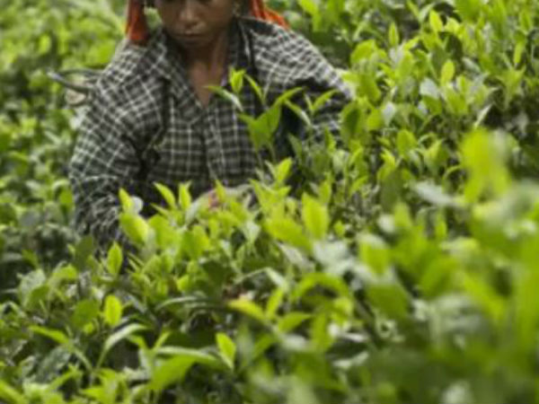 మనోహరి గోల్డ్ టీకి డిమాండ్